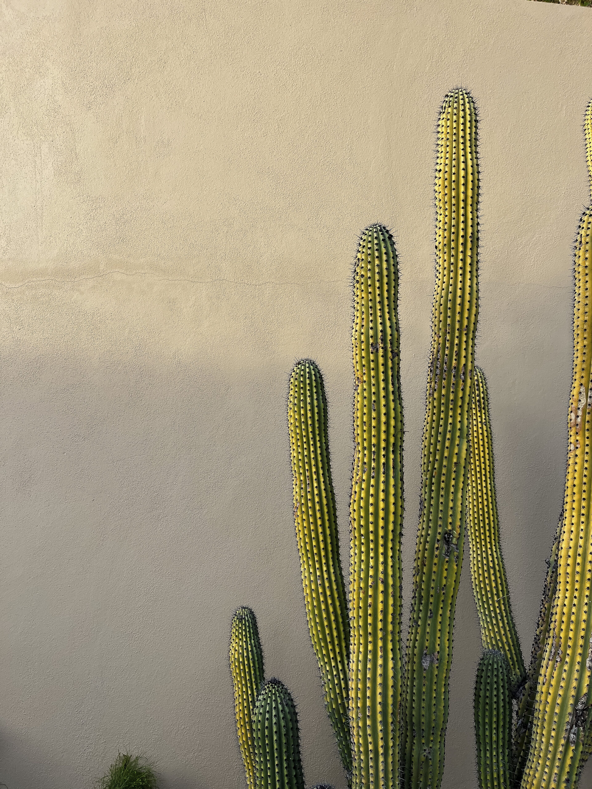 pokey cactus